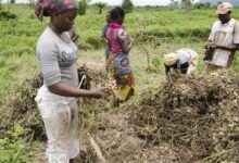 Call for Application (Paid Volunteers) Field Officers for Agricultural Project in Kaduna