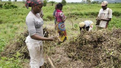 Call for Application (Paid Volunteers) Field Officers for Agricultural Project in Kaduna