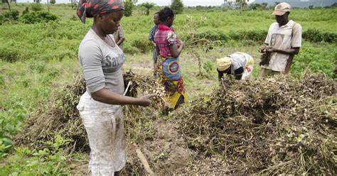 Call for Application (Paid Volunteers) Field Officers for Agricultural Project in Kaduna