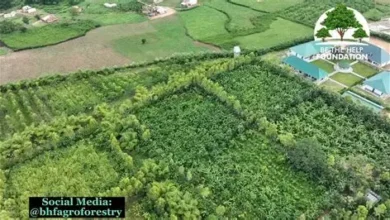 Field Supervisor (Horticulture) – BHF Agroforestry